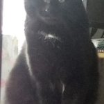 Mounch Mon Chat  Européen Mâle - Garde d'animaux à domicile
