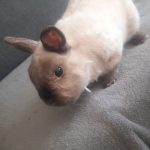 Grizzly Mon Lapin  Nain Mâle - Garde d'animaux à domicile