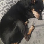 Fellya Mon Chien  Pinscher Nain Femelle - Garde d'animaux à domicile