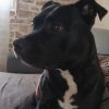 Images de profil de Sandra - Blooming Pets - Petsitting et garde d'animaux à domicile
