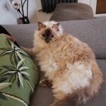 Zaina Mon Chat  Européen Femelle - Garde d'animaux à domicile