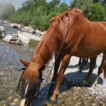Objectif des vagues Mon Cheval  Selle Français Hongre - Garde d'animaux à domicile