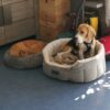 Images de profil de Sandra - Blooming Pets - Petsitting et garde d'animaux à domicile