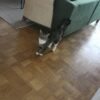 Images de profil de Sandra - Blooming Pets - Petsitting et garde d'animaux à domicile
