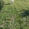 Images de profil de Sandra - Blooming Pets - Petsitting et garde d'animaux à domicile