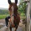 Images de profil de Sandra - Blooming Pets - Petsitting et garde d'animaux à domicile