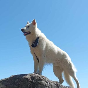 Images de profil de SANDRINE - Blooming Pets - Petsitting et garde d'animaux à domicile