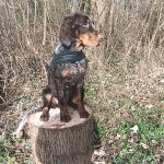 Uran Mon Chien  Épagneul Picard Mâle - Garde d'animaux à domicile