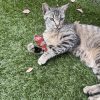 Images de profil de Sandrine - Blooming Pets - Petsitting et garde d'animaux à domicile