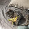 Images de profil de Sandrine - Blooming Pets - Petsitting et garde d'animaux à domicile