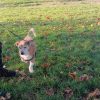 Images de profil de Sandro - Blooming Pets - Petsitting et garde d'animaux à domicile