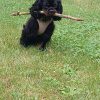Images de profil de Sandro - Blooming Pets - Petsitting et garde d'animaux à domicile