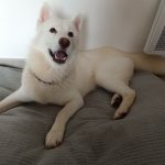 Vanille Mon Chien  Siberian Husky Femelle - Garde d'animaux à domicile