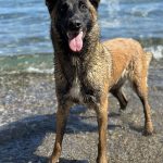 Reyna Mon Chien  Berger Belge Malinois Femelle - Garde d'animaux à domicile