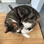 Jules Mon Chat  Chat de gouttière (Commun) Mâle - Garde d'animaux à domicile