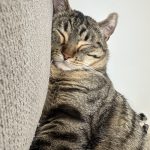 Zorro Mon Chat  Chat de gouttière (Commun) Mâle - Garde d'animaux à domicile