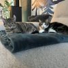 Images de profil de Sarah - Blooming Pets - Petsitting et garde d'animaux à domicile