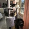 Images de profil de Sarah - Blooming Pets - Petsitting et garde d'animaux à domicile