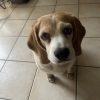 Images de profil de Sarah - Blooming Pets - Petsitting et garde d'animaux à domicile