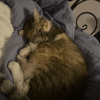 Images de profil de Sarah - Blooming Pets - Petsitting et garde d'animaux à domicile