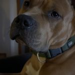 Scar Mon Chien  American Staffordshire Terrier Mâle - Garde d'animaux à domicile