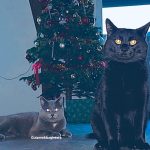 Guizmo Mon Chat  Européen Mâle - Garde d'animaux à domicile