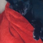 Bagheera Mon Chat  Européen Mâle - Garde d'animaux à domicile