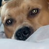Images de profil de Sarah - Blooming Pets - Petsitting et garde d'animaux à domicile
