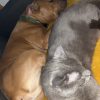 Images de profil de Sarah - Blooming Pets - Petsitting et garde d'animaux à domicile