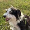 Images de profil de Sarah - Blooming Pets - Petsitting et garde d'animaux à domicile