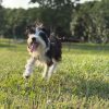 Images de profil de Sarah - Blooming Pets - Petsitting et garde d'animaux à domicile
