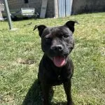 Baila Mon Chien  Staffordshire Bull Terrier Femelle - Garde d'animaux à domicile