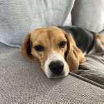 Nala Mon Chien  Beagle Femelle - Garde d'animaux à domicile