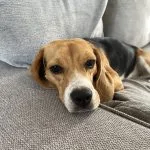Nala Mon Chien  Beagle Femelle - Garde d'animaux à domicile