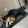 Images de profil de sarah - Blooming Pets - Petsitting et garde d'animaux à domicile