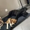 Images de profil de sarah - Blooming Pets - Petsitting et garde d'animaux à domicile