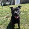 Images de profil de sarah - Blooming Pets - Petsitting et garde d'animaux à domicile