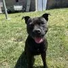 Images de profil de sarah - Blooming Pets - Petsitting et garde d'animaux à domicile