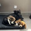 Images de profil de sarah - Blooming Pets - Petsitting et garde d'animaux à domicile