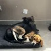 Images de profil de sarah - Blooming Pets - Petsitting et garde d'animaux à domicile