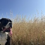 Poker Mon Chien  Boxer Hongre - Garde d'animaux à domicile