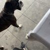 Images de profil de Sarah - Blooming Pets - Petsitting et garde d'animaux à domicile