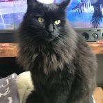 Paco Mon Chat  Croisé Mâle stérilisé - Garde d'animaux à domicile