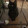 Images de profil de Salomé - Blooming Pets - Petsitting et garde d'animaux à domicile