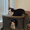 Images de profil de Eglantine - Blooming Pets - Petsitting et garde d'animaux à domicile