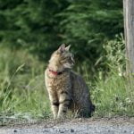 Calin Mon Chat  Européen Mâle stérilisé - Garde d'animaux à domicile