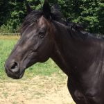 Perlino Mon Cheval  Cheval de Dressage Français Mâle stérilisé - Garde d'animaux à domicile