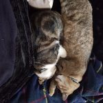 Image de profil de Serena - Blooming Pets - Petsitting et garde d'animaux à domicile