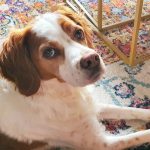 Nougat Mon Chien  Épagneul Breton Mâle stérilisé - Garde d'animaux à domicile