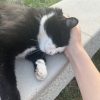 Images de profil de Shania - Blooming Pets - Petsitting et garde d'animaux à domicile